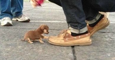 These Shoes! - Dog humor