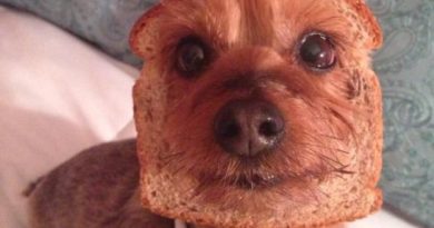 Pure Bread - Dog humor