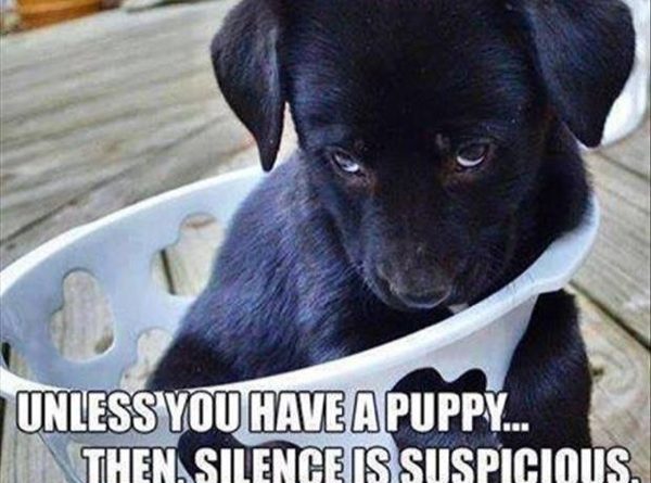 Silence Is Golden Unless You Have A Puppy - Dog humor