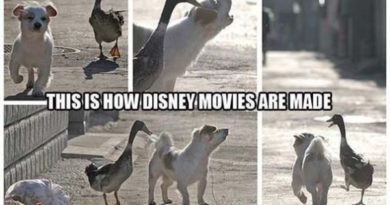 This Is How Disney Movies Are Maid - Dog humor