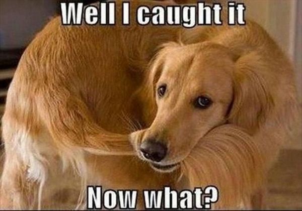 Well I Caught It... - Dog humor