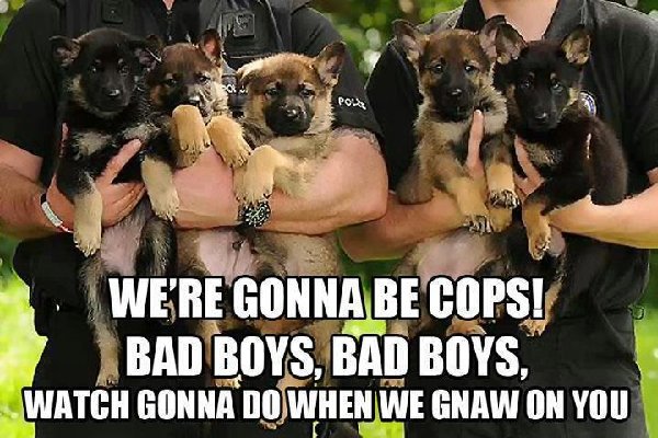 We're Gonna Be Cops - Dog humor