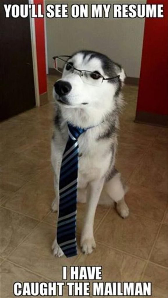 You'll See On My Resume - Dog humor