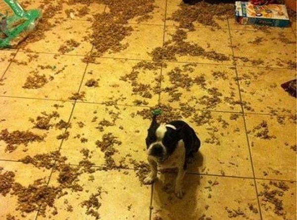 I Was Only Gone For Ten Minutes - Dog humor