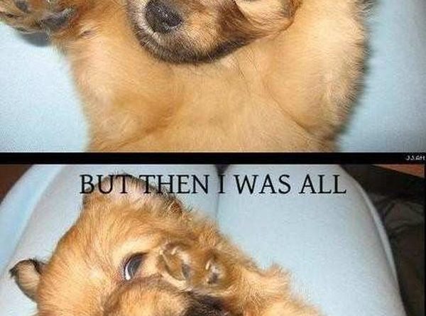 At First I Was Like... - Dog humor