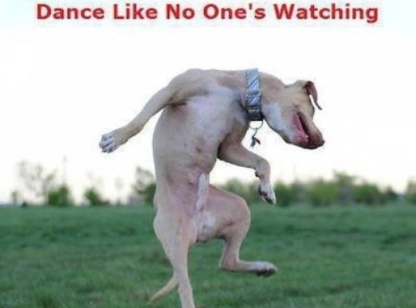 Dance Like No One's Watching - Dog humor
