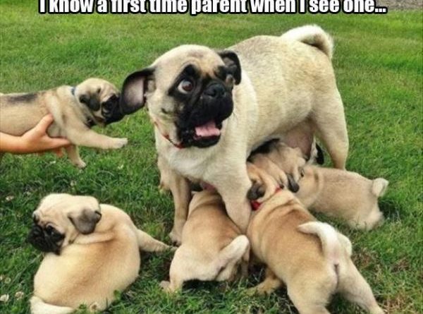 First Time Parent - Dog humor