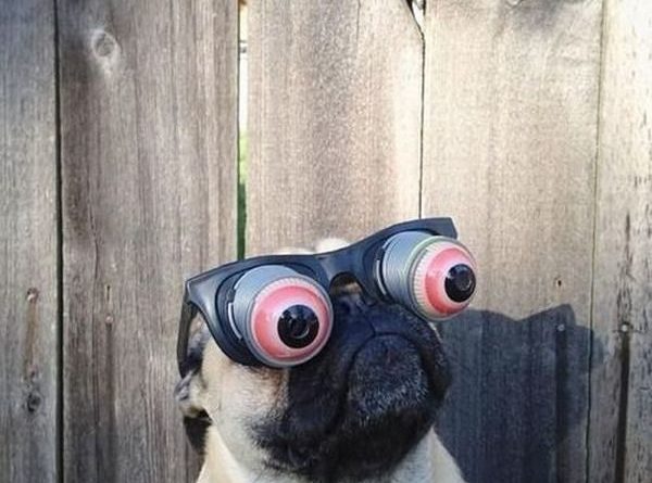Googly Eyes - Dog humor