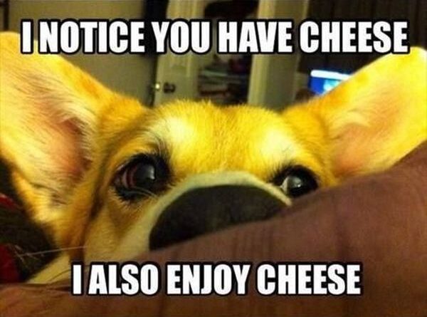 I Notice You Have Cheese - Dog humor