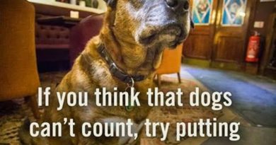 If you think dogs can't count - Dog humor