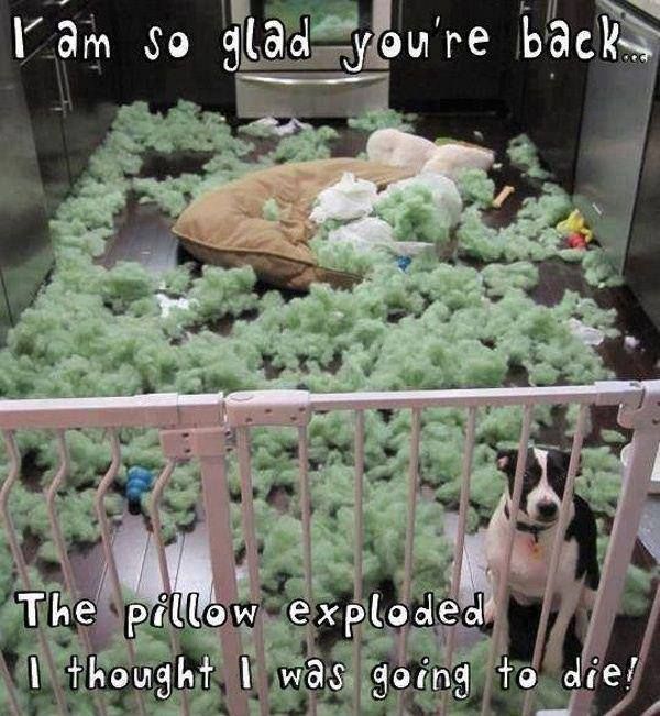 I'm So Glad You're Back... - Dog humor