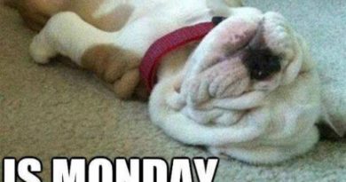 Is Monday Over Yet? - Dog humor
