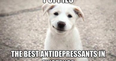 Puppies - Dog humor