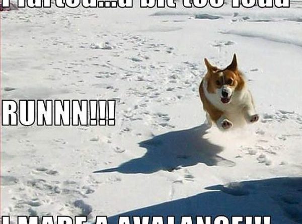 Run For Your Life - Dog humor
