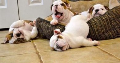 The Stages Of Getting Out Of Bed In The Morning - Dog humor