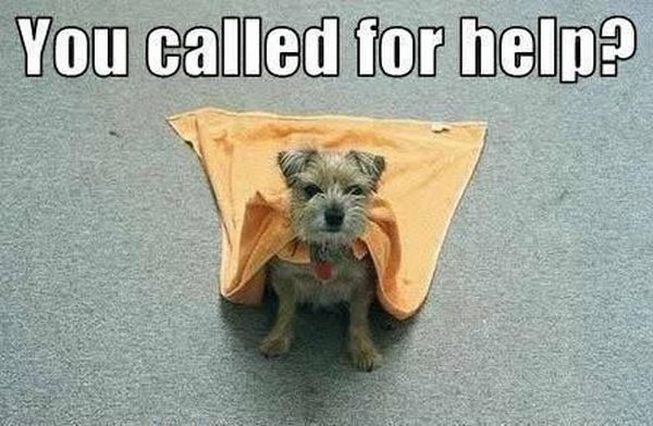 Superdog - Dog humor