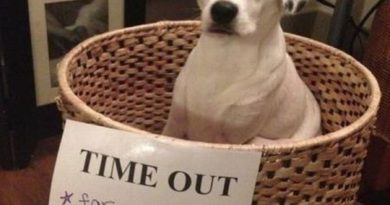 Time Out - Dog humor