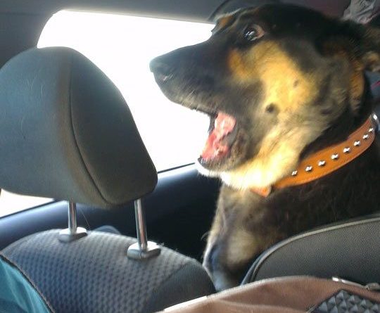 Not Trusty Passenger - Dog humor