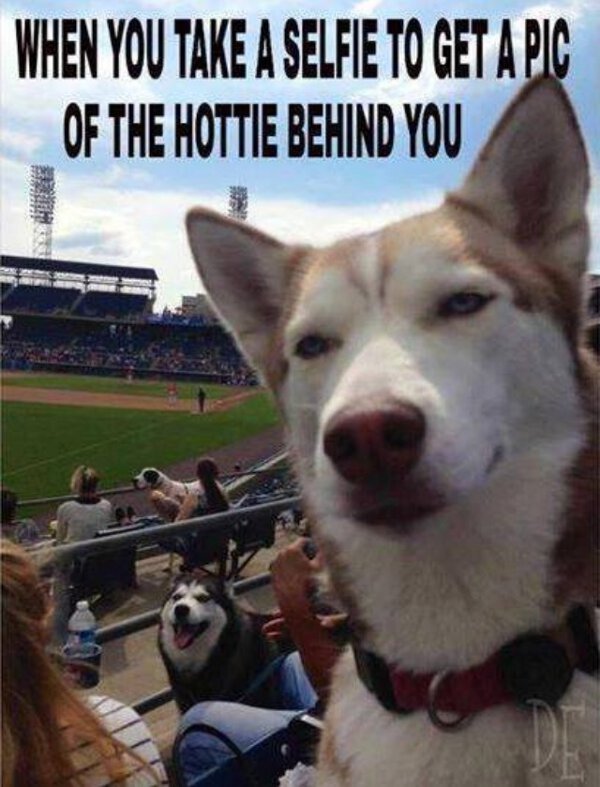 When You Take A Selfie - Dog humor