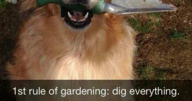 1st Rule Of Gardening - Dog humor