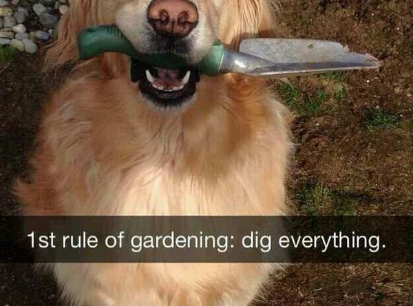1st Rule Of Gardening - Dog humor