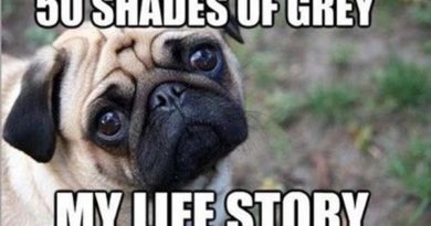 50 Shades Of Grey - DOg humor