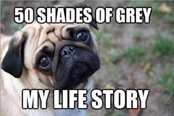 50 Shades Of Grey - DOg humor