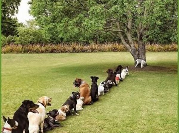 Another Problem Caused By Deforestation - Dog humor