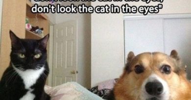 Don't Look The Cat In The Eyes... - Dog humor