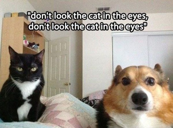 Don't Look The Cat In The Eyes... - Dog humor