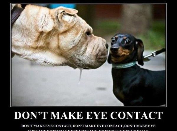 Don't Make Eye Contact - Dog humor