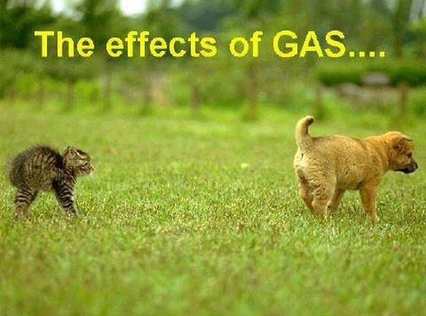 The Effects Of Gas - Dog humor