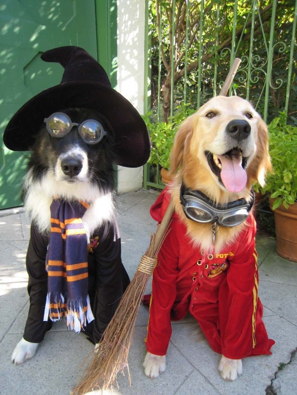Hogwarts Students - Dog humor