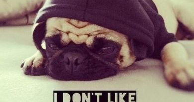 I Don't Like Mondays - Dog humor
