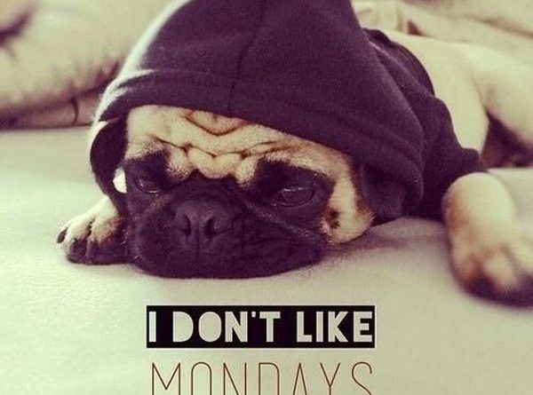 I Don't Like Mondays - Dog humor