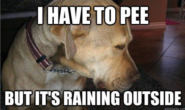 One Of These Days... - Dog humor