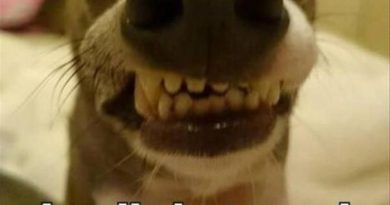 I Smile Because... - Dog humor