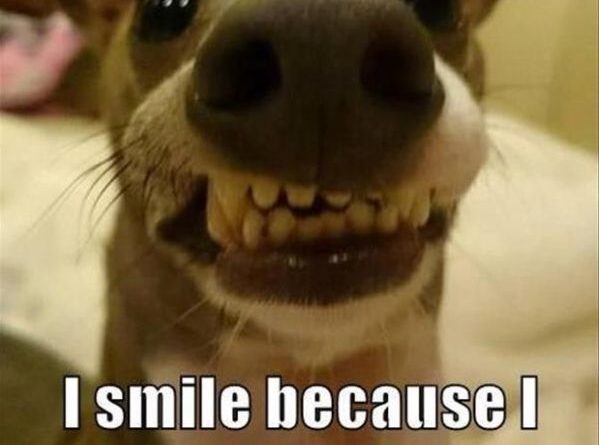 I Smile Because... - Dog humor