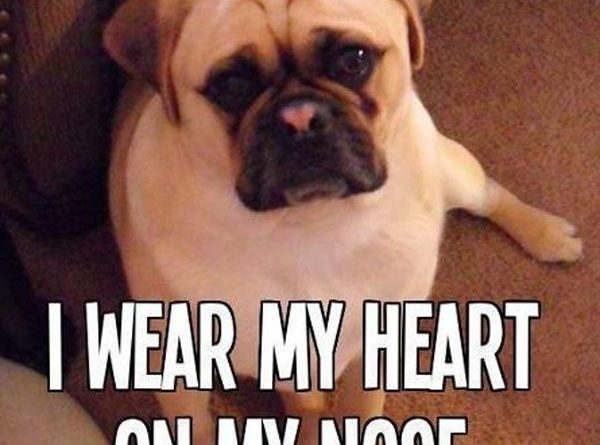 I Wear My Heart On My Nose - Dog humor