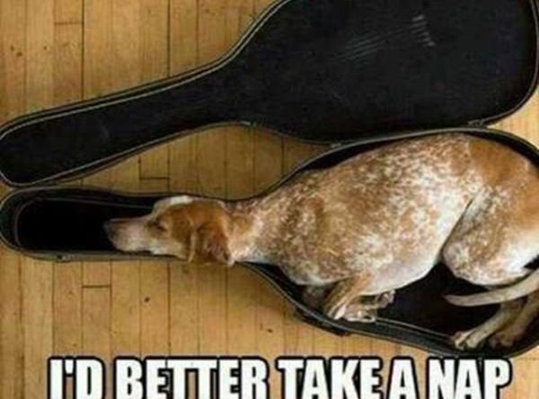 I'd Better Take A Nap Here - Dog humor