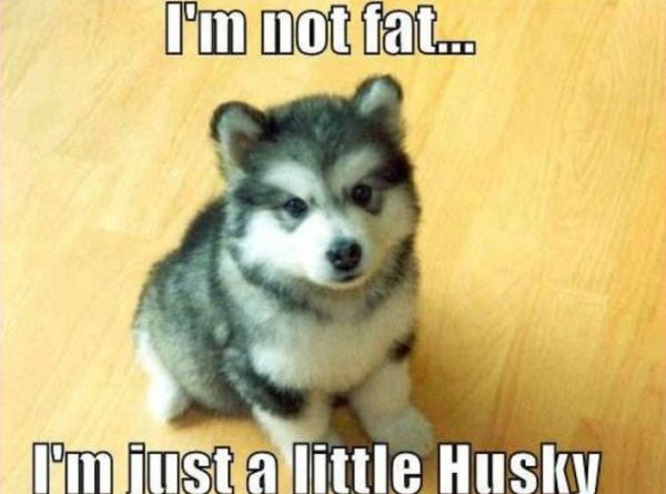I'm Not Fat - Dog humor