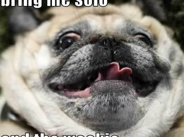 Jabba The Pug - Dog humor