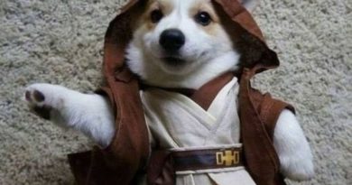 Adorable Jedi - Dog humor