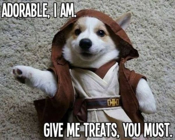 Adorable Jedi - Dog humor