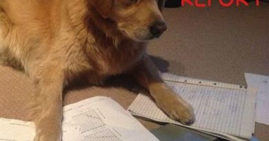 Lab Report - Dog humor