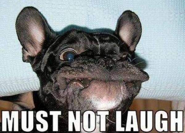 Must Not Laugh - Dog humor