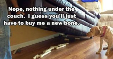 Nope, Nothing Under The Couch - Dog humor