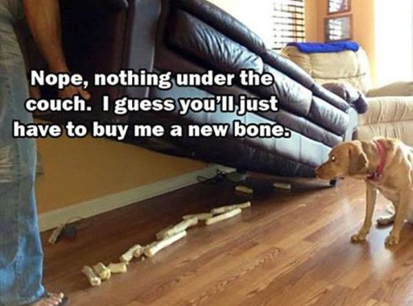 Nope, Nothing Under The Couch - Dog humor