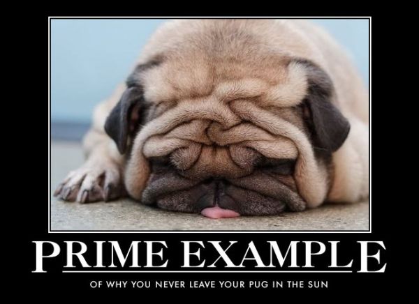 Prime Example - Dog humor