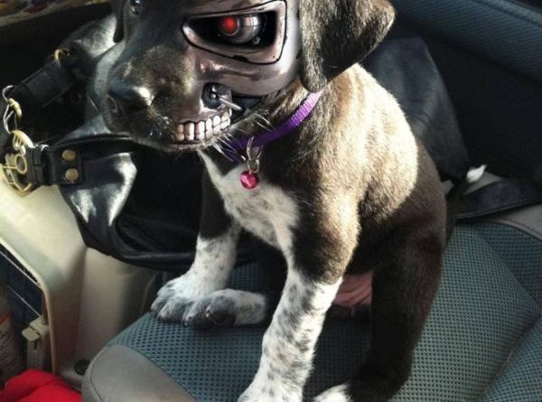Terminator Puppy - Dog humor